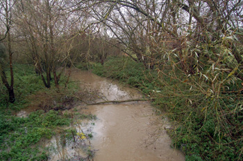 River Ouzel on the Heath and Reach-Linslade border November 2008